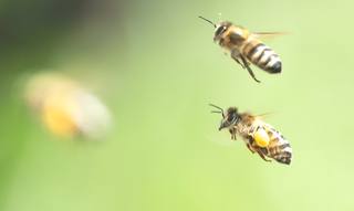 Comment consommer le pollen CBD ?